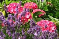 summerflowers036-140617.jpg