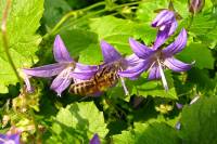 summerflowers037-140617.jpg