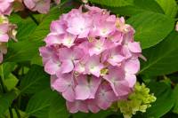 summerflowers038-140617.jpg