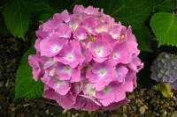 summerflowers040-140617.jpg