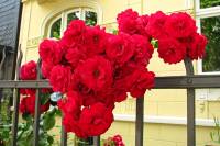 summerflowers046-140625.jpg