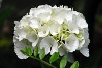 summerflowers050-140625.jpg