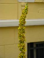 summerflowers052-140625.jpg