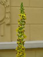 summerflowers053-140625.jpg