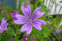 summerflowers055-140625.jpg