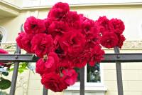 summerflowers056-140702.jpg