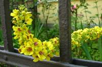 summerflowers058-140702.jpg