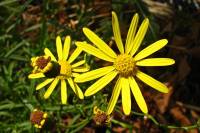 summerflowers059-140702.jpg