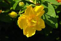 summerflowers061-140702.jpg