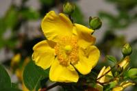 summerflowers062-140702.jpg