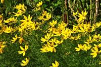 summerflowers065-140702.jpg