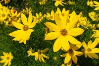 summerflowers066-140702.jpg