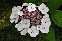 summerflowers072-140702.jpg