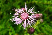 summerflowers079-140710.jpg