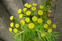 summerflowers080-140710.jpg