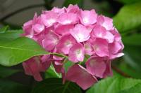 summerflowers082-140710.jpg