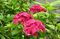 summerflowers084-140710.jpg