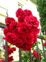 summerflowers087-140710.jpg