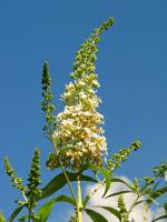summerflowers088-140723.jpg