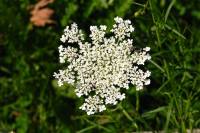 summerflowers090-140723.jpg