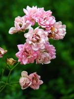 summerflowers095-140723.jpg
