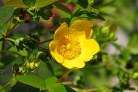 summerflowers097-140724.jpg