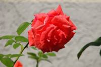 summerflowers098-140724.jpg