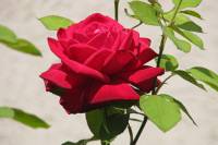 summerflowers099-140724.jpg