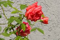 summerflowers102-140724.jpg