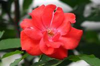 summerflowers104-140724.jpg