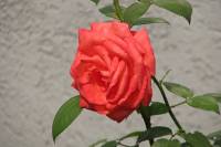 summerflowers107-140729.jpg