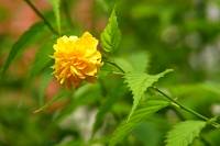 summerflowers111-140729.jpg