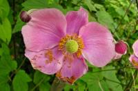 summerflowers112-140729.jpg