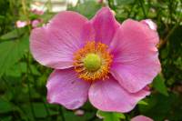 summerflowers114-140729.jpg