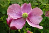 summerflowers115-140729.jpg