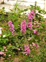 summerflowers116-140729.jpg