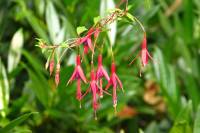 summerflowers117-140729.jpg