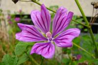 summerflowers119-140813.jpg