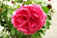summerflowers121-140813.jpg