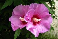 summerflowers122-140813.jpg