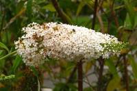 summerflowers123-140813.jpg
