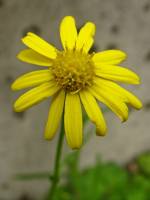 summerflowers125-140813.jpg