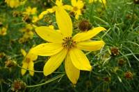 summerflowers132-140827.jpg