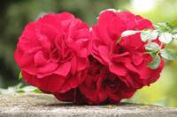 summerflowers157-140925.jpg