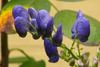 summerflowers159-140925.jpg