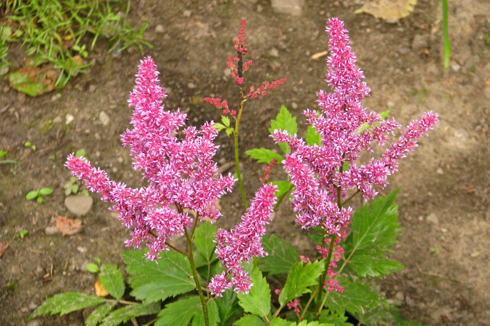 summerflowers042-140617.jpg
