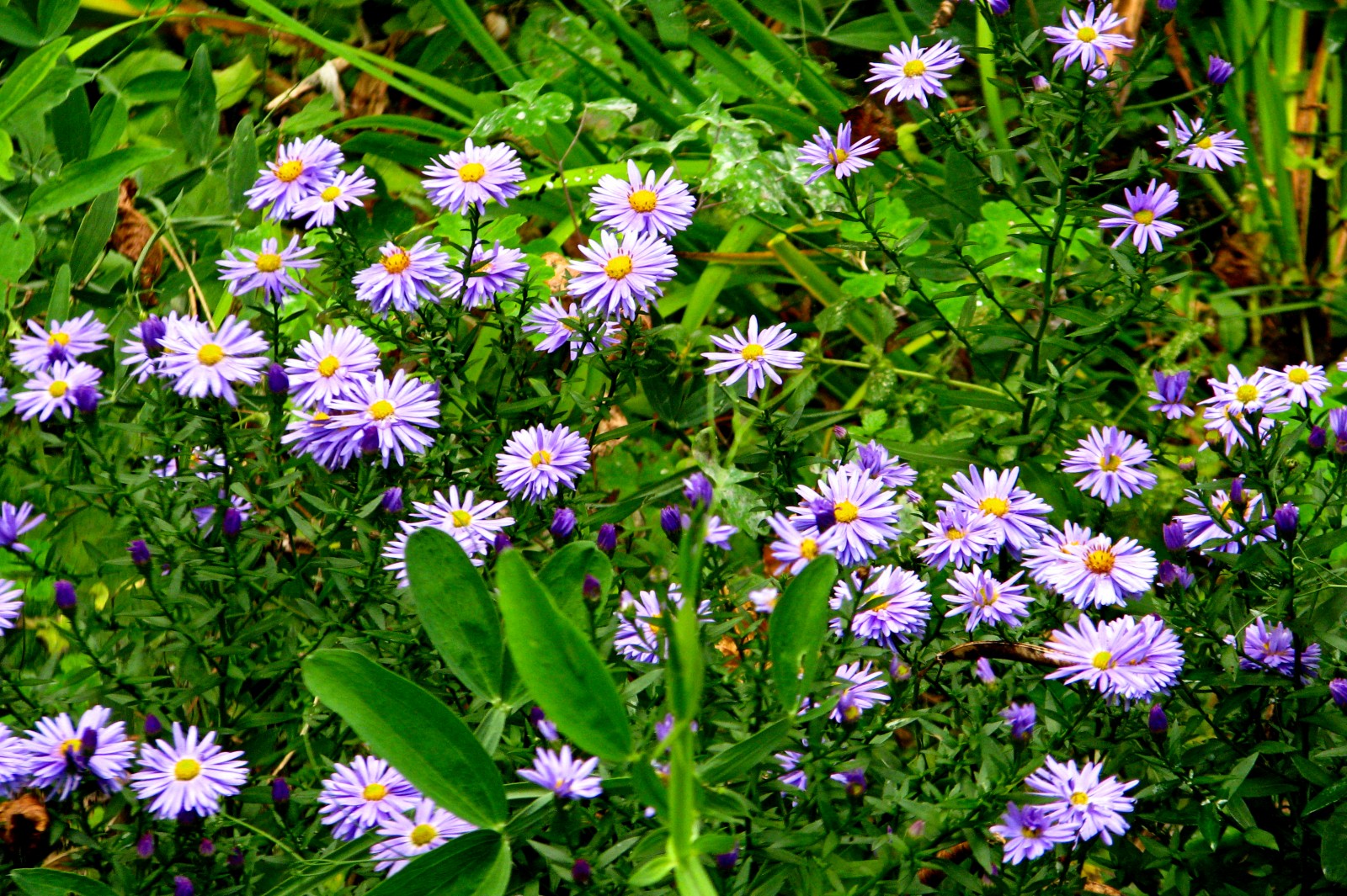 summerflowers162-140930.jpg
