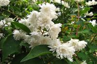 summerflowers150609-06.jpg