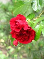 summerflowers150609-07.jpg