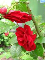 summerflowers150609-08.jpg